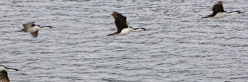 20071217 131056 D2X (212) 4200x1400.jpg - Birds in Flight, Laguna San Rafael